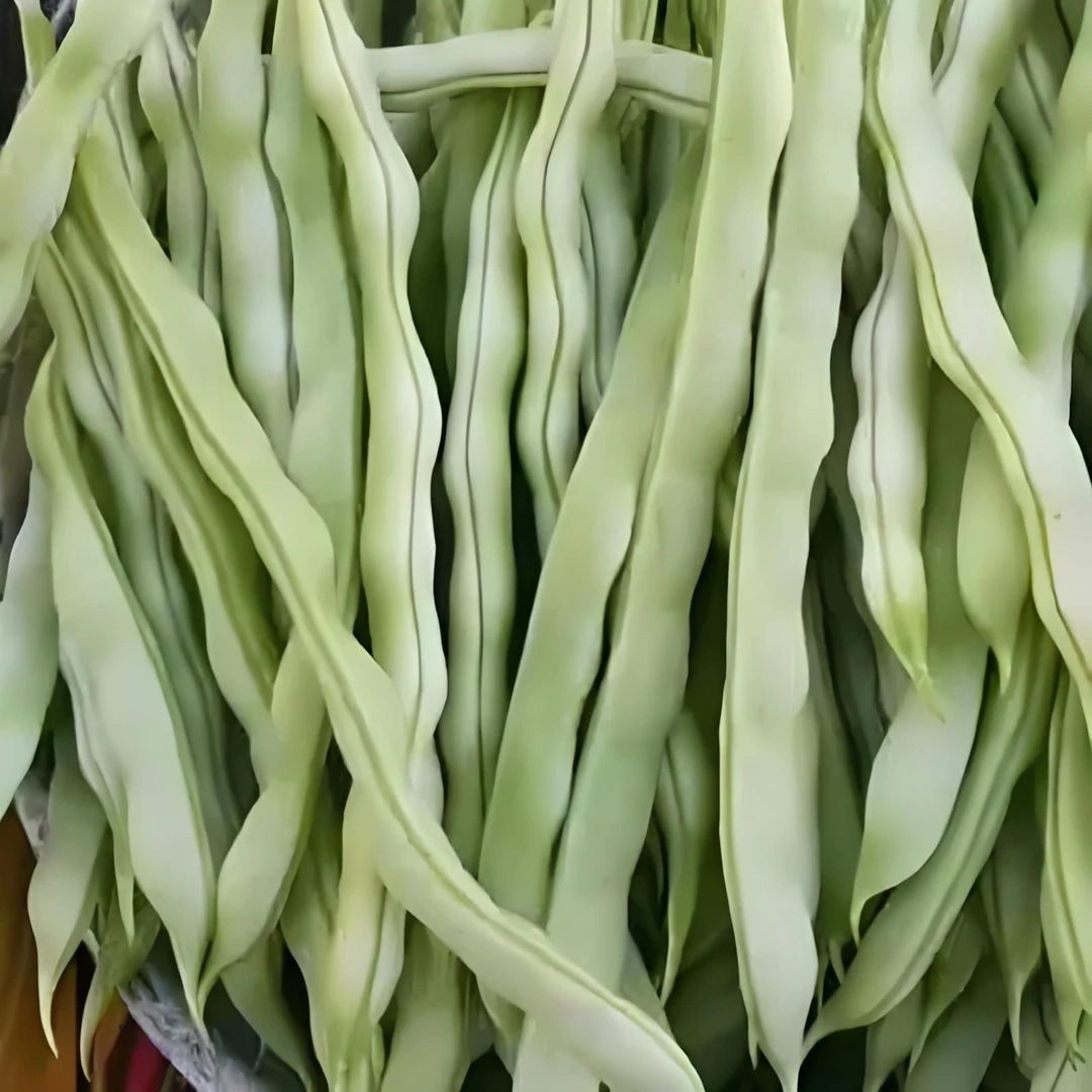 本地芸豆四季豆现摘现发3斤