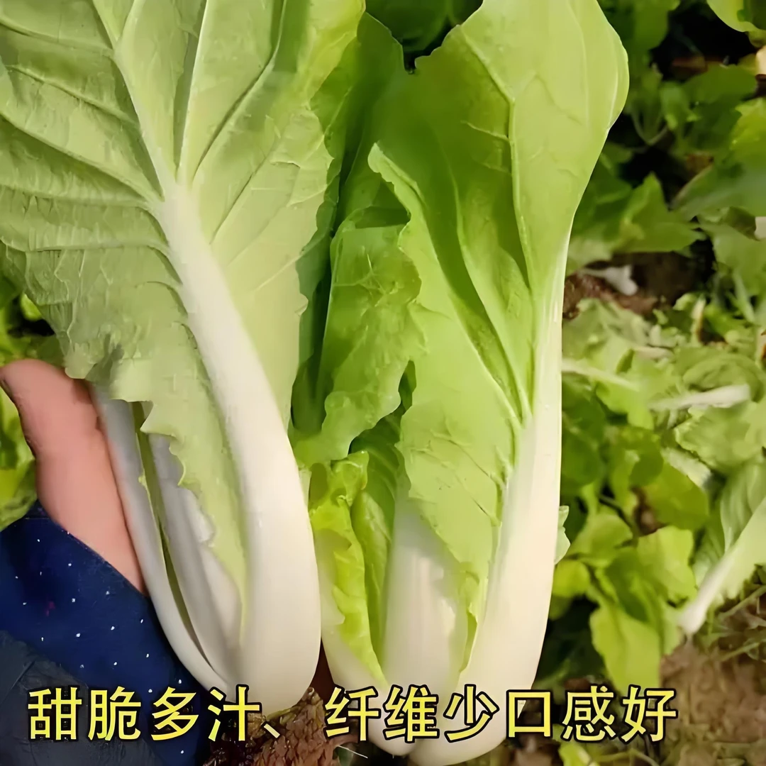 【爱心助农】奶白菜，当地菜现摘3斤