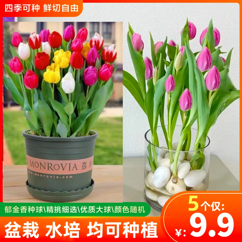 【9.9元5个郁金香种球】进口种球颜色可选四季种植开花盆栽水培植物
