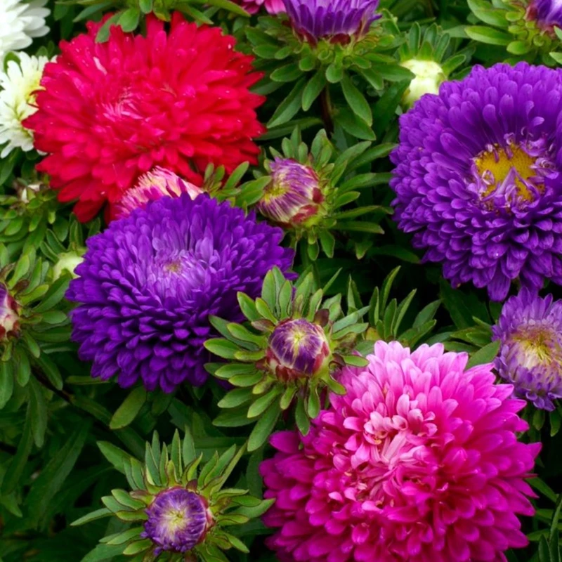 混色彩虹糖果菊花卉种子耐热易种阳台庭院植物种子彩色美观花卉籽