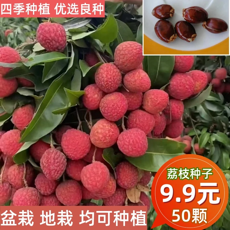 【9.9元5包50粒】荔枝种子四季种植盆栽阳台小院荔枝树苗种水果种籽