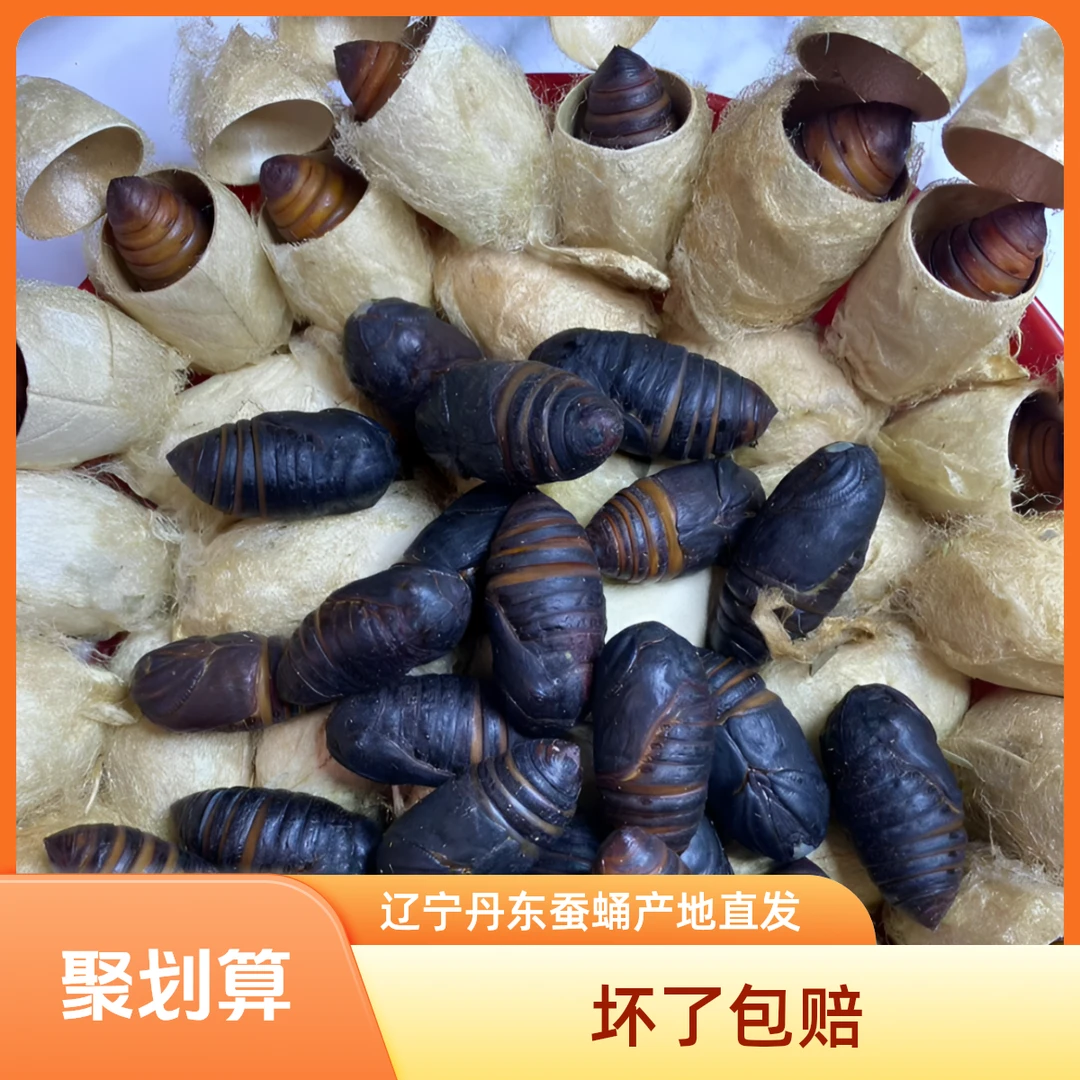 黑蛹（熟蛹）冷冻发货、刀伤、茧蛹，蝉蛹、东北特产、蚕蛹
