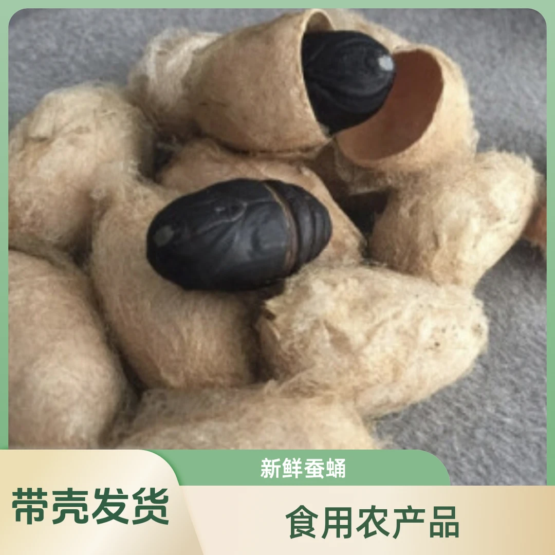 （带壳发货）东北特产、禅蛹新鲜、茧蛹、柞树蚕蛹、鲜活产地聚划算蝉蛹