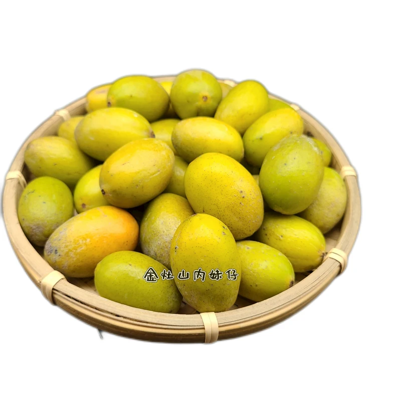 金灶山内妹仔老纵纳种橄榄 生食汁水多肉厚 香甘净含量500G包邮