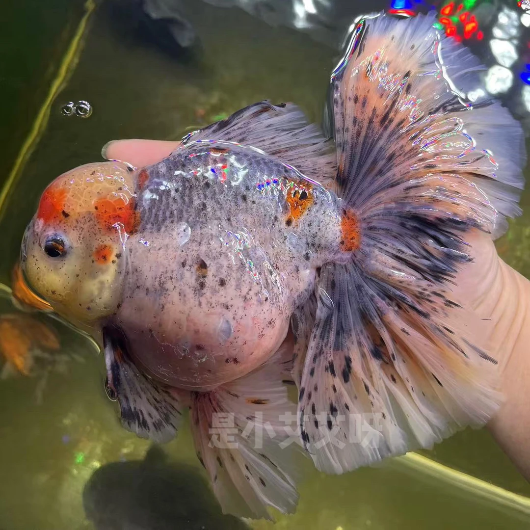 原泰F1百褶泰狮鱼苗包邮