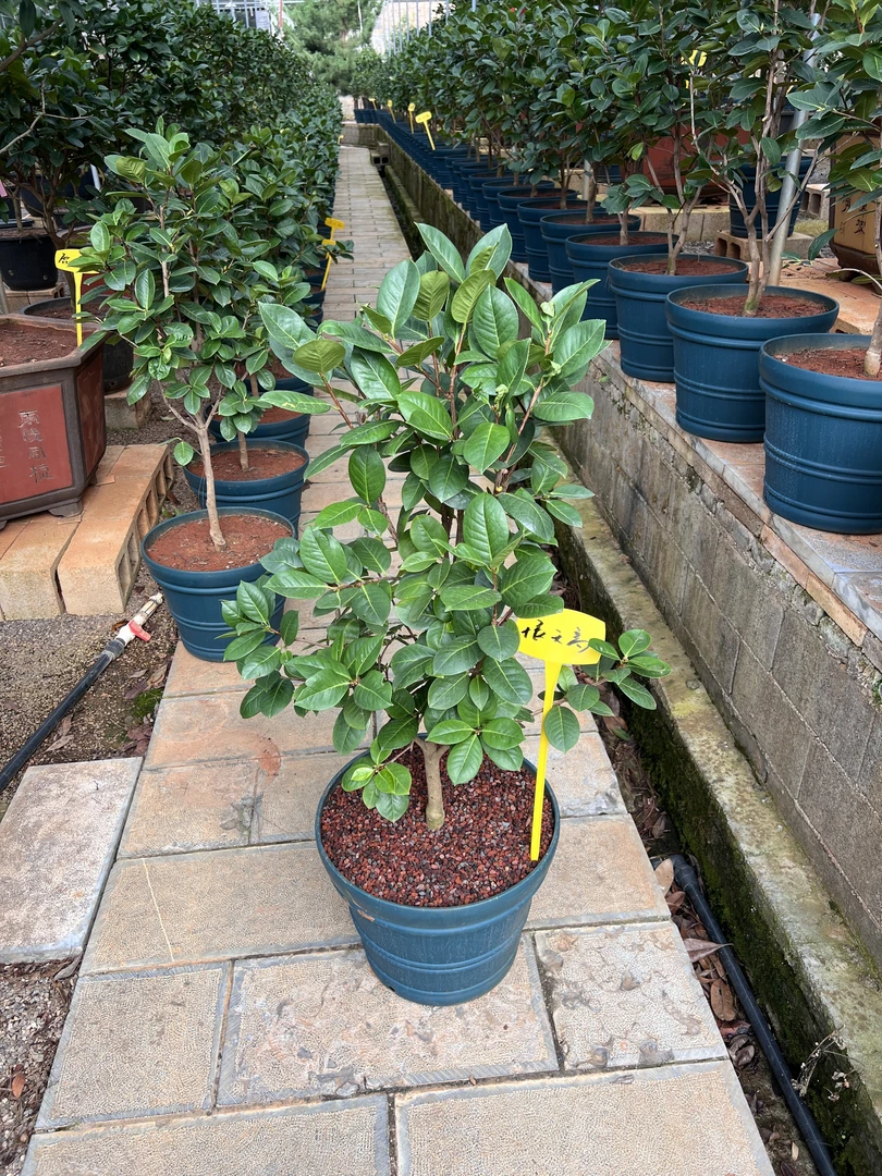 云龙精选  云南茶花12年靠接精品恨天高（一物一拍），三年不用换盆