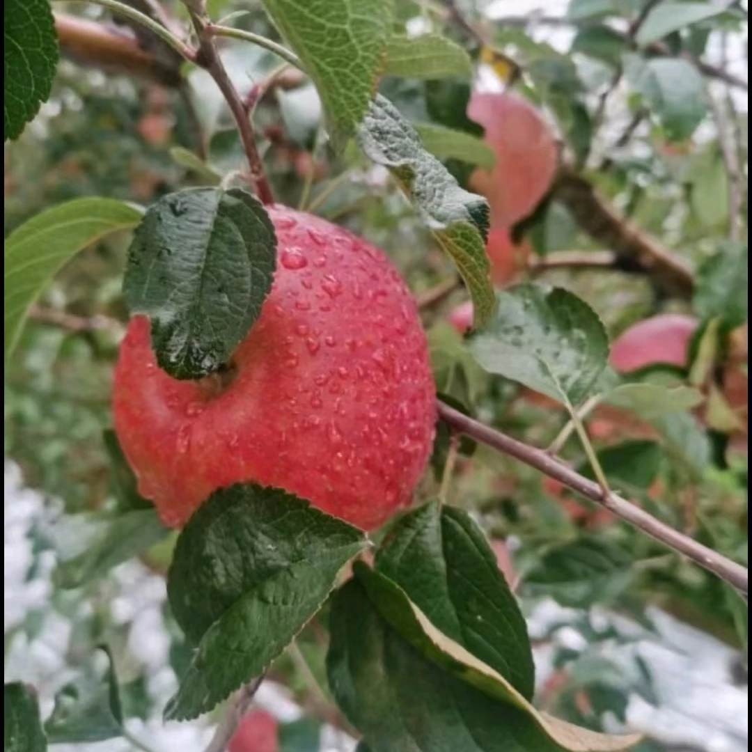 正宗大凉山盐源苹果嘎嘣脆 符合你的胃 清爽甘甜的口感