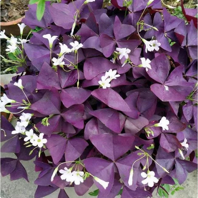 紫叶醡浆草带花苗植物紫色幸运草观叶酢酱草四季紫蝴蝶三叶草盆栽