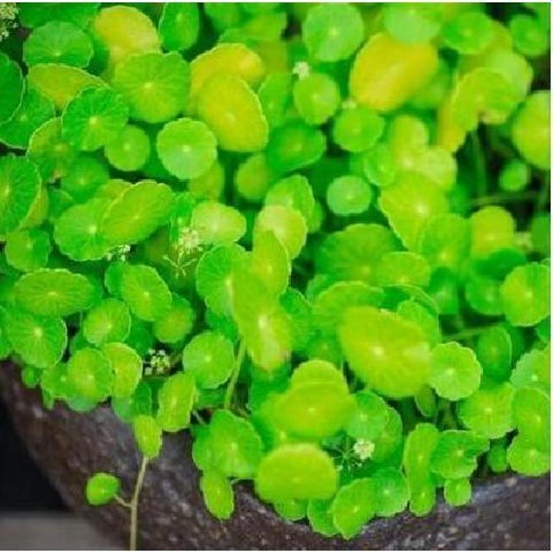 假山植物附石草假山草种籽盆景护盆铺面草珍珠草吸水石易活地毯草