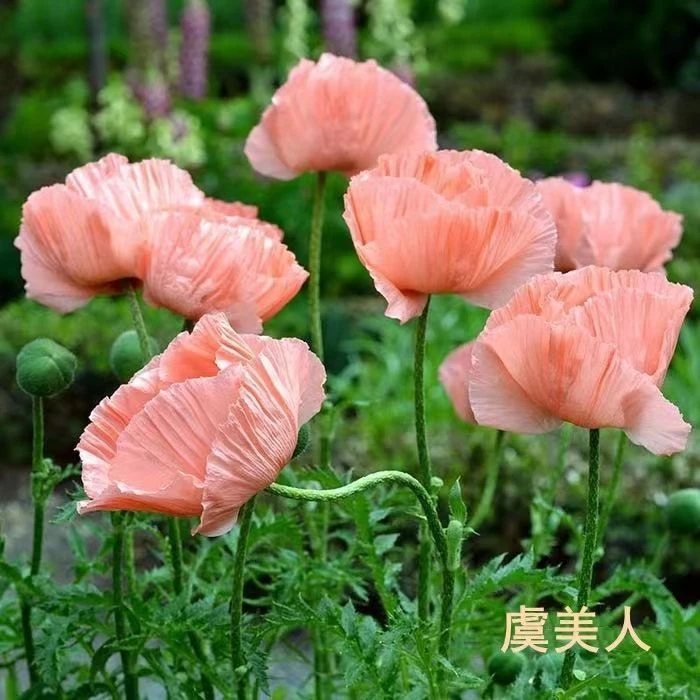 虞美人种子四季开花耐寒多年生冰岛虞美人花籽庭院室内外花种籽子