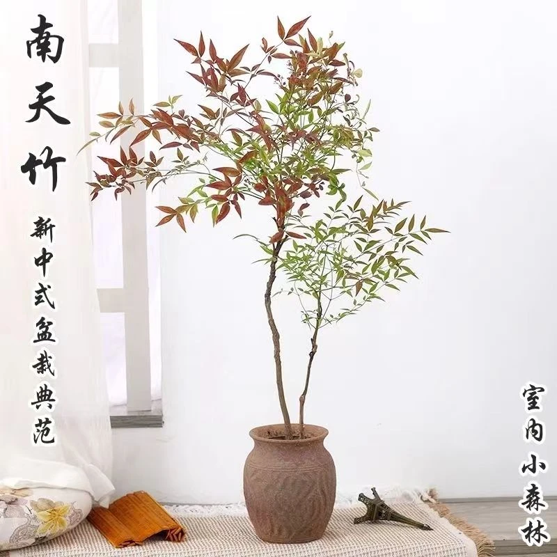 南天竹盆景盆栽植物客厅庭院室内外老桩好养花卉绿植四季常青盆景