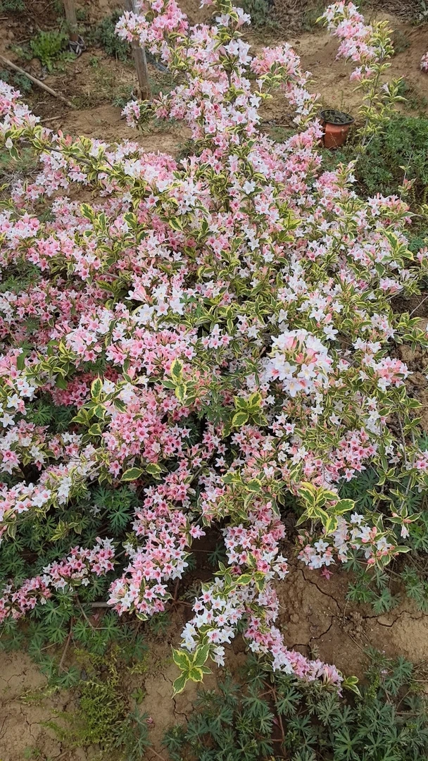 花叶锦带 小苗 好成活