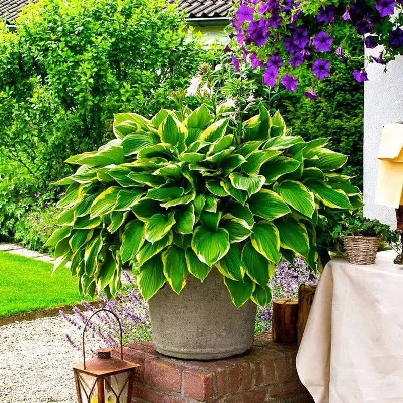 金边玉簪室内外花园植物耐阴耐寒盆栽绿化用观叶花基地直发中华