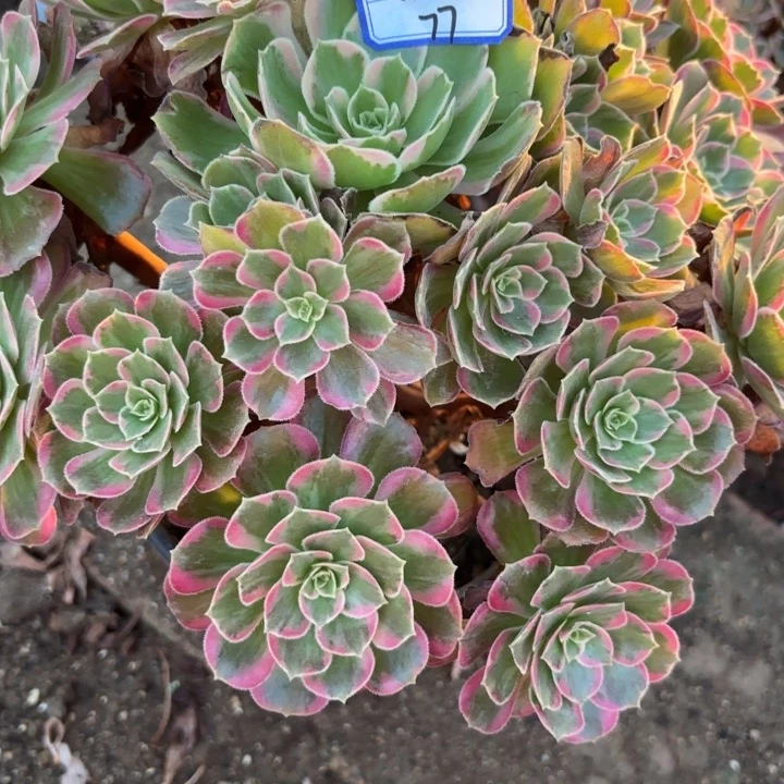 哦*噶安娜断枝不包抖77