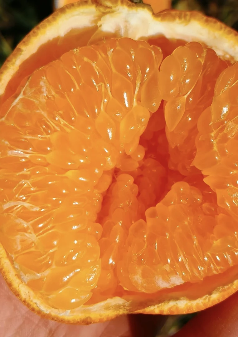 毛氏果之林春见粑粑柑礼盒装（九斤装）