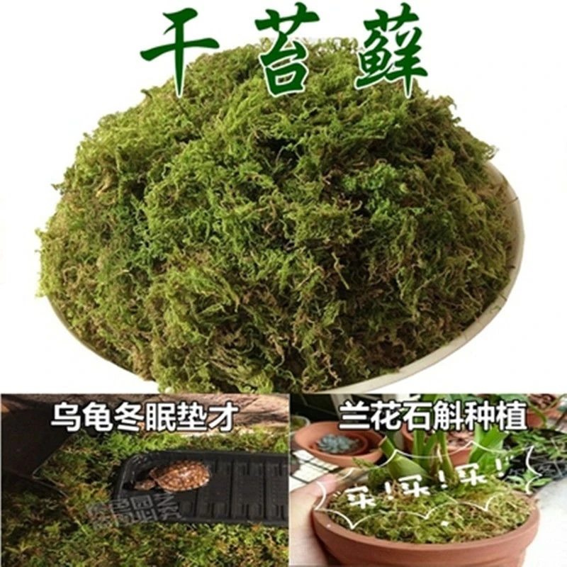 【干苔藓】青苔蝴蝶兰花铁皮石斛种植土水苔育苗爬宠乌龟冬眠垫材