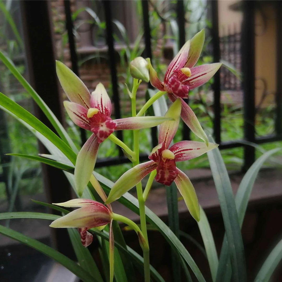 铭品国兰 直播（一物一拍）链接