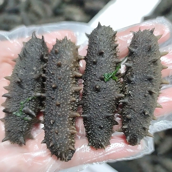 4-5年野生半干海参