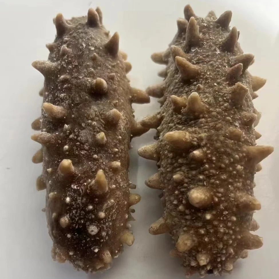 野生底播鲜食海参一斤