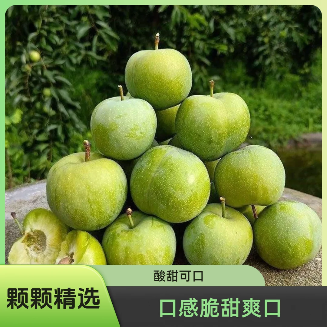 重庆高山脱骨青脆李酸酸甜甜颗颗精选应季水果现摘现发..坏果包赔