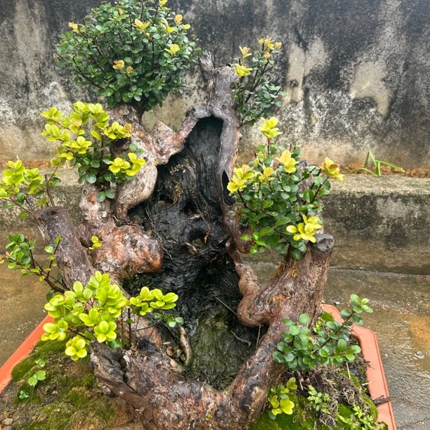 桂林山采原生赤楠紫薇老桩（直播间一物一拍）