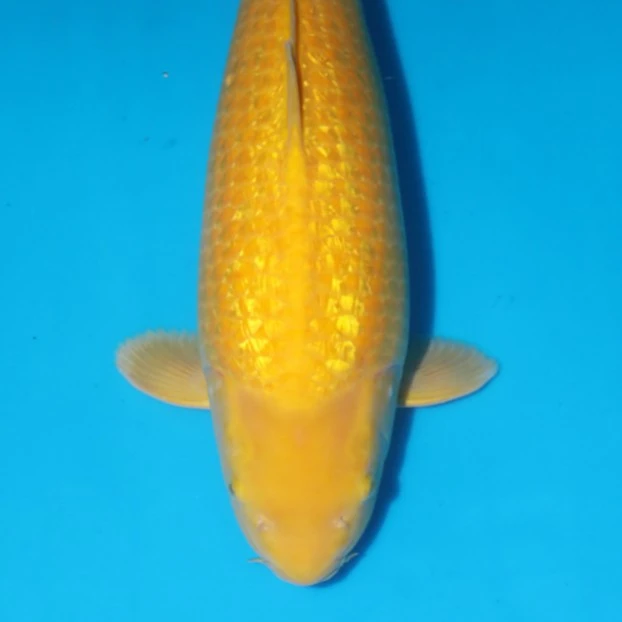 银鳞芥子鲤40部包活不包邮