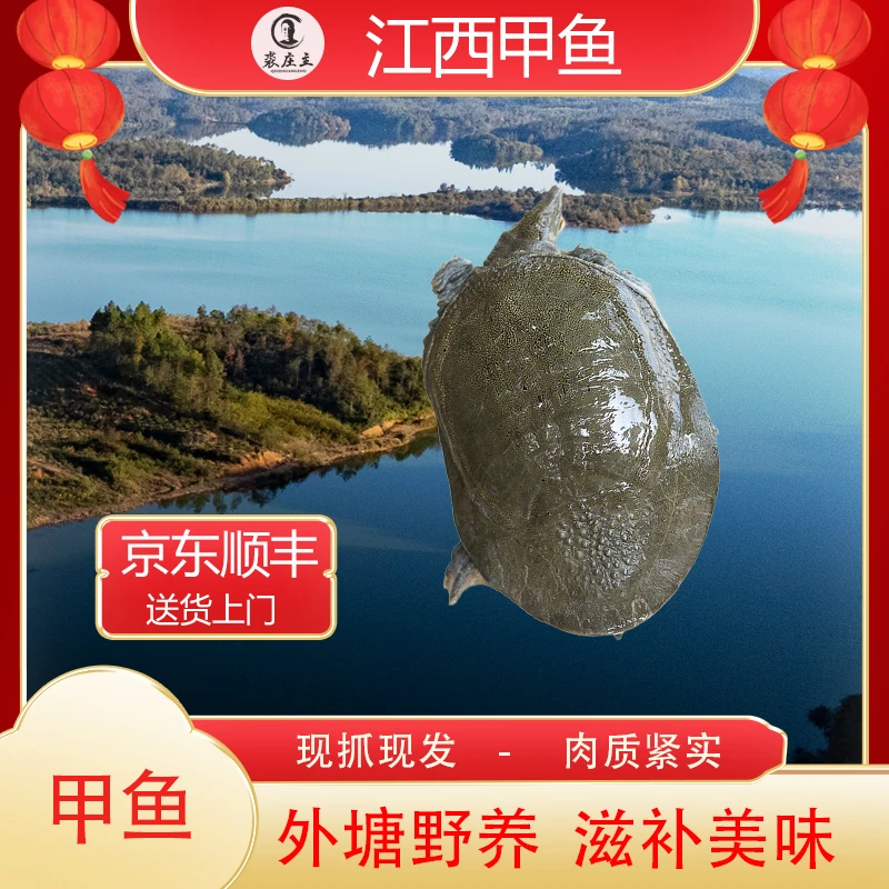 【红烧/清蒸】江西外塘生态养殖新鲜宰杀整只甲鱼550g*2只到手两包