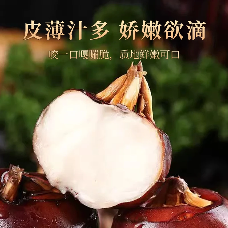 【送削皮刀】湖北特产马蹄荸荠现挖清水洗净清甜多汁3斤5斤送削皮刀