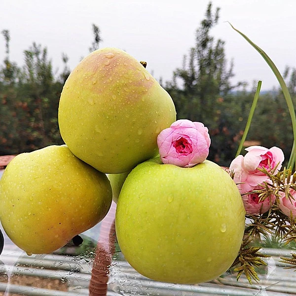 【试吃果】青岛青森苹果（明月）产地直发 纯甜多汁酥脆