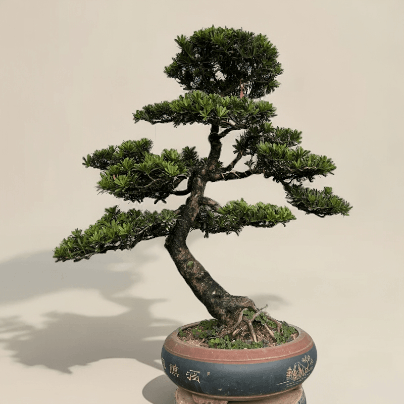 9金钻罗汉松（高端精品盆景）