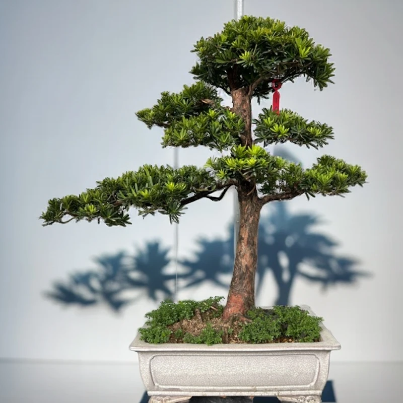 10金钻罗汉松（高端精品盆景）