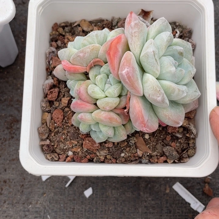 我的小可爱们都好可爱