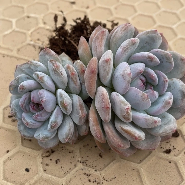 我的小可爱们都好可爱啊