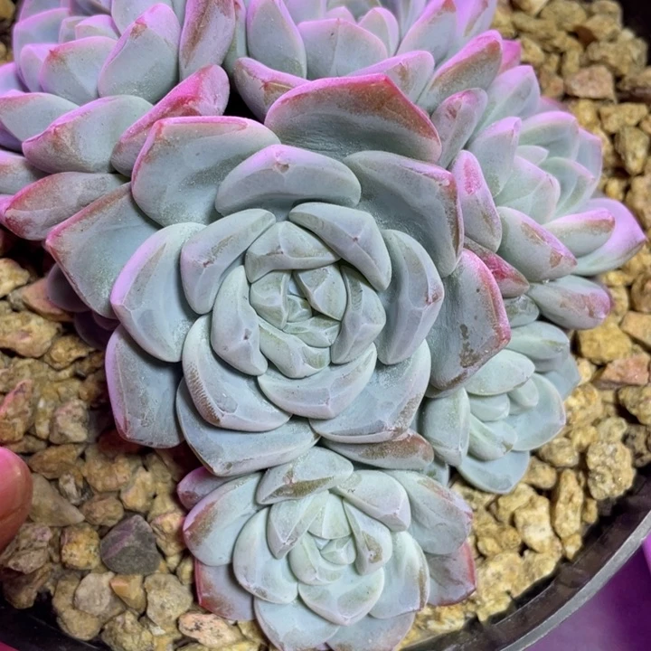 我的小可爱们要朝阳