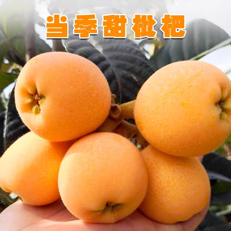 攀枝花枇杷3斤盒装