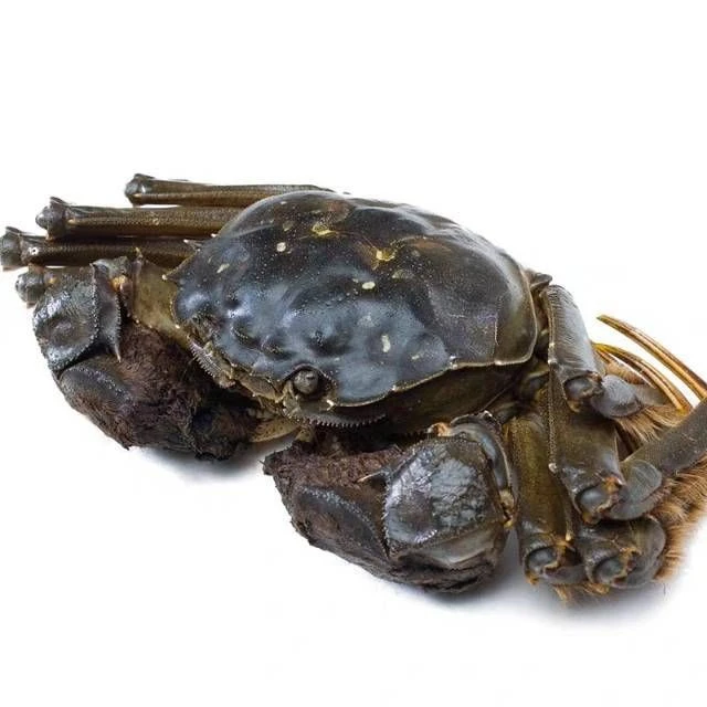 江苏鲜活大闸蟹/母蟹12只【1.8两至2.2两母蟹】