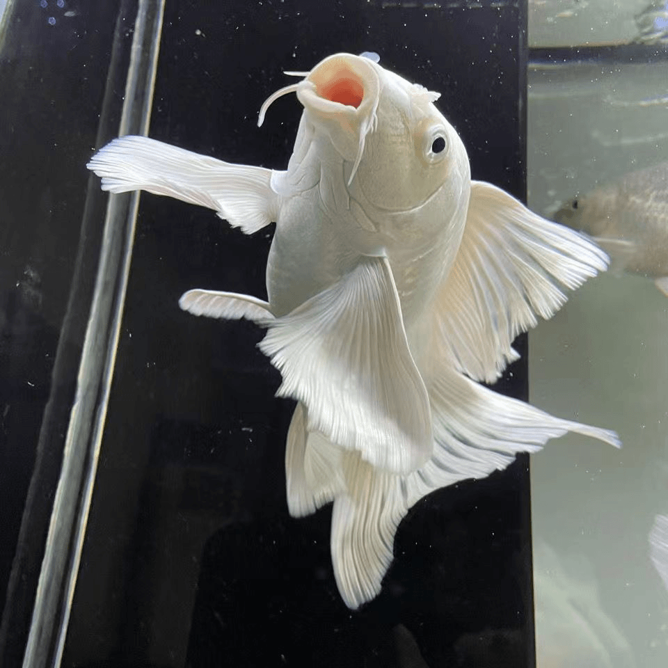 直播间专享改价链接微瑕台湾蝴蝶鲤，普身蝴蝶鲤