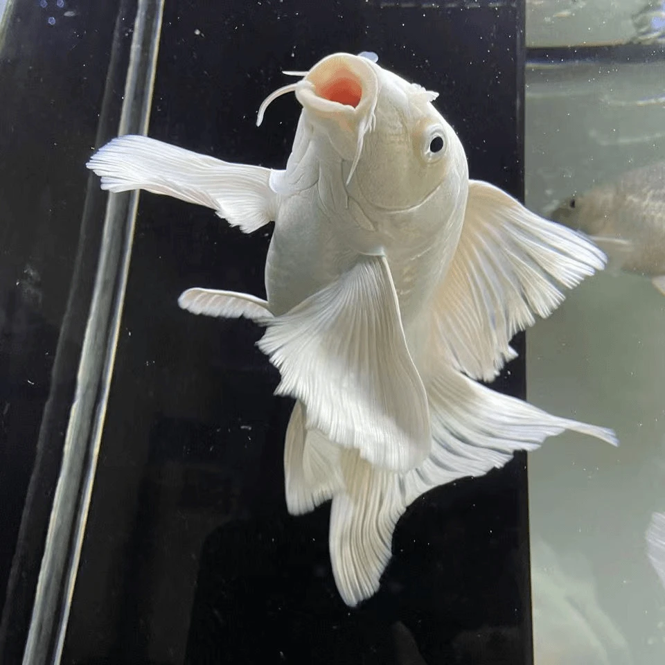 精品蝴蝶鲤根据直播间规格尺寸挑选，不支持拒收退款