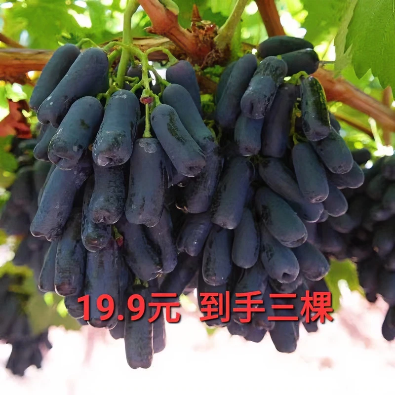 【19.9元发3棵!】培育葡萄树苗阳光玫瑰蓝宝石盆栽地栽新品种果树苗