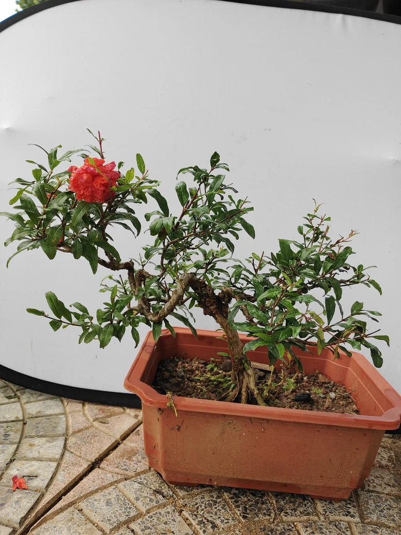 幸福小盆景，一物一拍下单就咨询（定金）