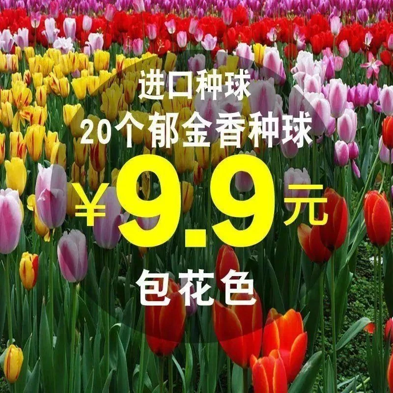 荷兰郁金香种球洋荷花种子盆栽室内花卉庭院办公桌土培水栽培露台