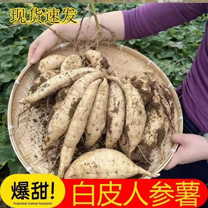 新鲜正宗现挖白皮人参薯农家自种白心红薯老幼皆宜【5斤包邮】