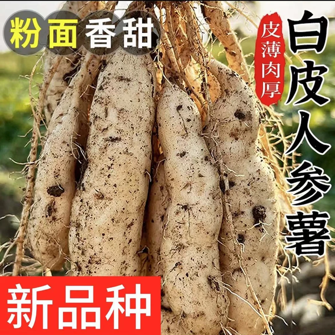 山东正宗沙地种植白皮人参薯现挖现发产地直销坏果包赔新鲜出土