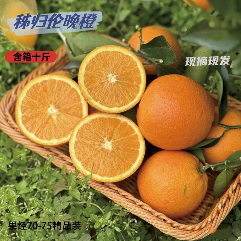 湖北秭归伦晚春橙新鲜皮薄果香浓郁鲜甜农家种植橙子采摘现摘现发