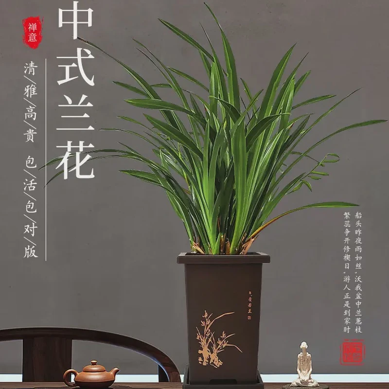 【新疆包邮】多色墨兰盆栽香兰君子兰花卉植物室内客厅绿植开花淡雅