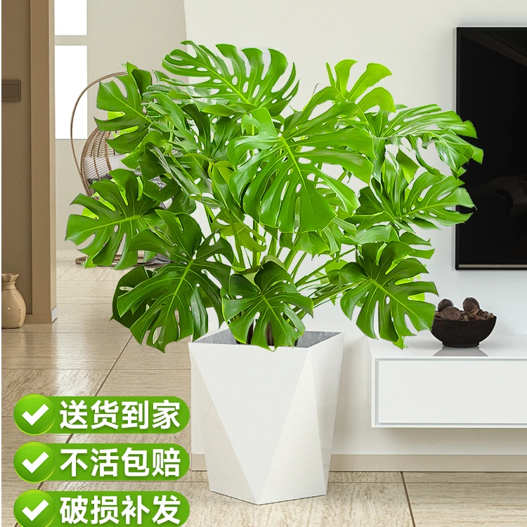 【新疆包邮直发】龟背竹盆栽网红植物办公室内净化空气绿植常绿好养