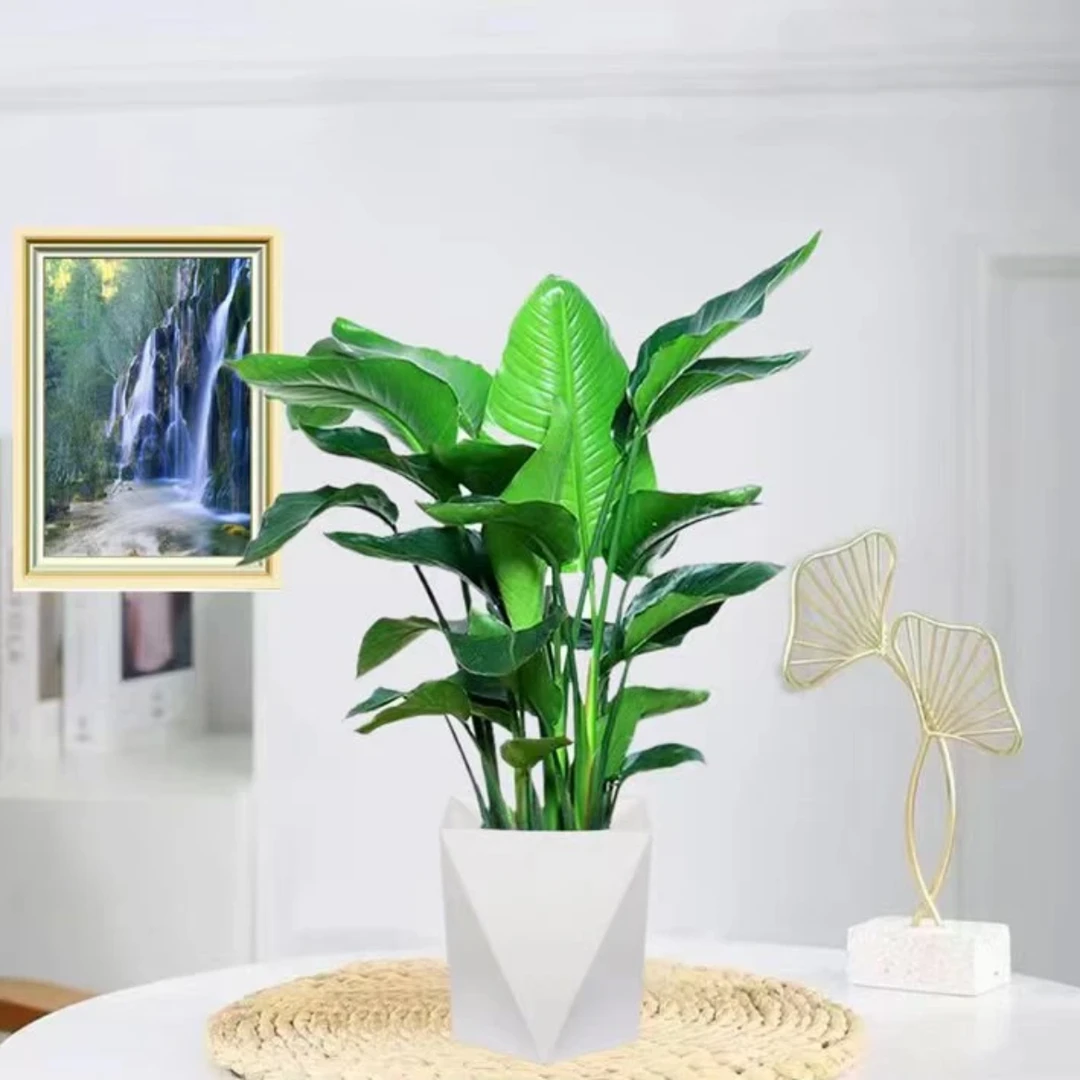【新疆包邮】天堂鸟盆栽花卉绿植鹤望兰室内客厅大型观叶观花植物