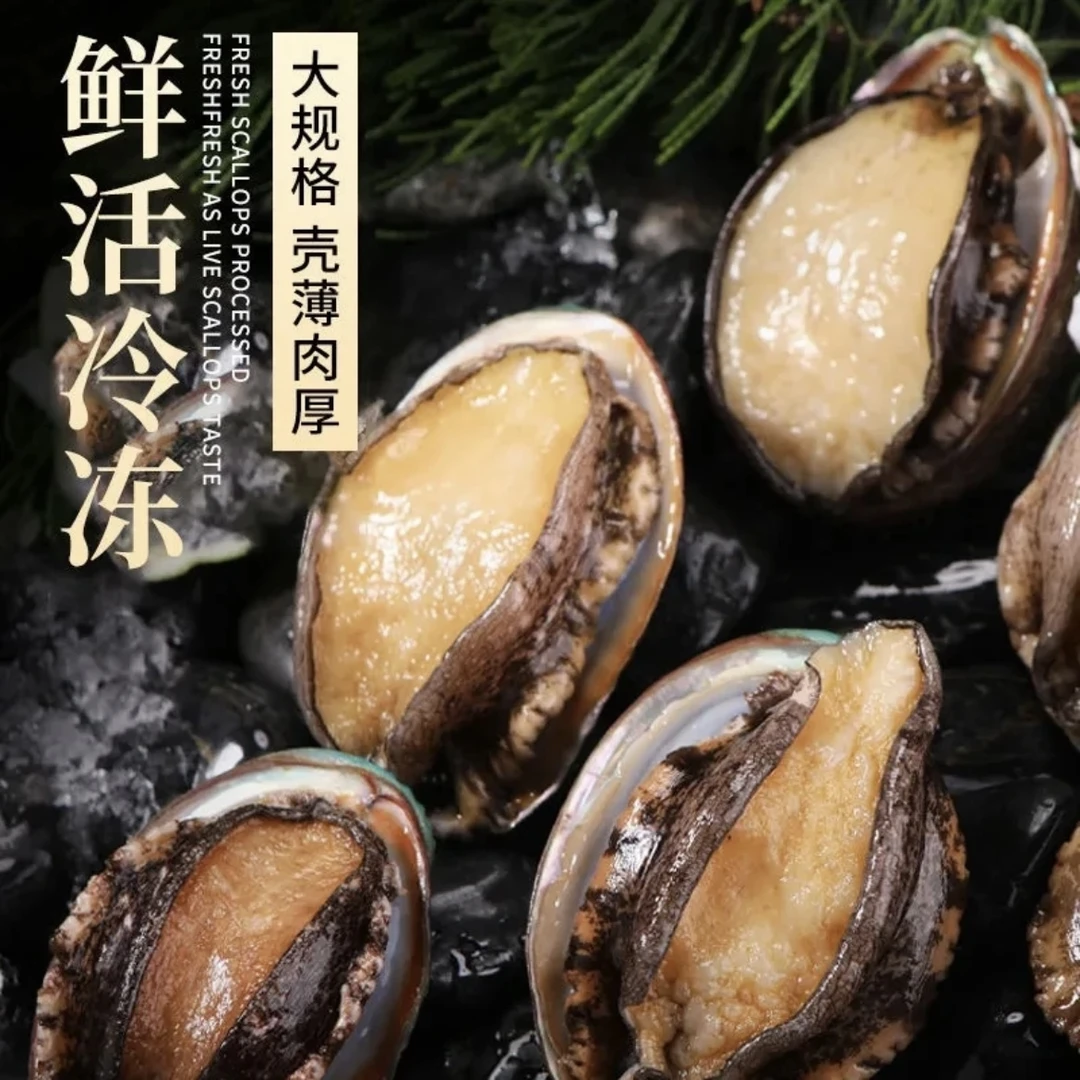 出海的渔民东山岛7-8头大鲍鱼6-7cm 海鲜水产速冻锁鲜鲍鱼