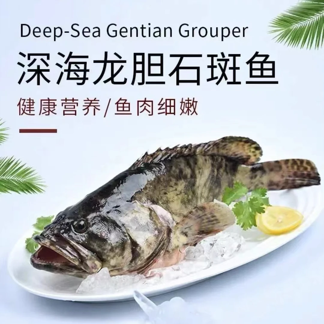 【丽丽姐】东山岛速冻龙胆石斑鱼1-1.2斤/条 速冻海鲜 珍珠龙胆