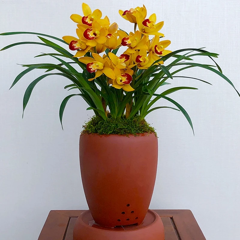 惠兰黄金美人浓香型兰花苗室内花卉好养易活易开花植物盆栽